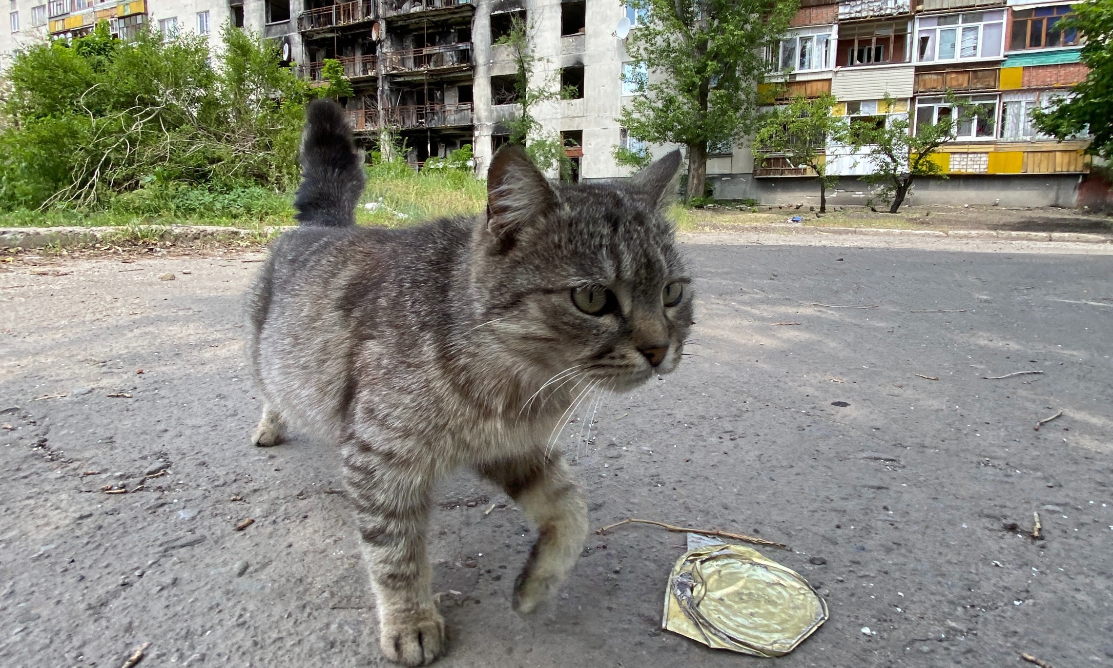 Кошки как и люди остались на этих разбитых улицах вопреки всему